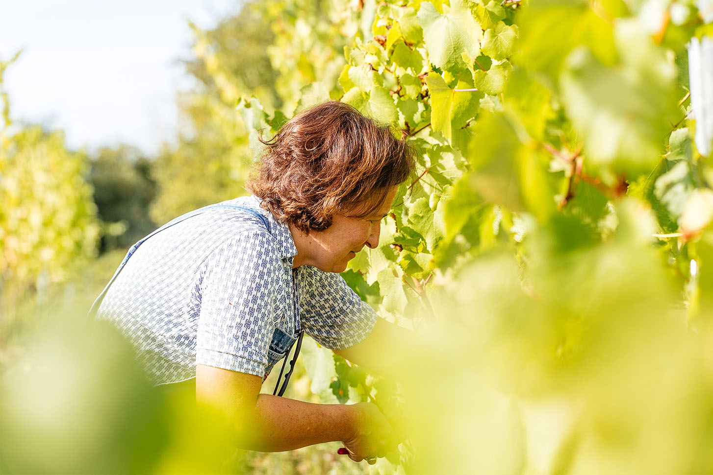 projet vignoble fumal