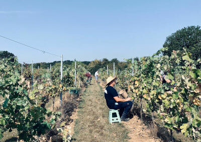 Photos des vendanges 2020