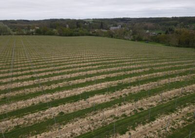 La vigne n’attend plus que le soleil…