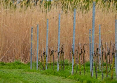 Le printemps dans les vignes