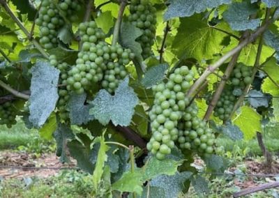 « Les inscriptions pour les Vendanges sont ouvertes ! »