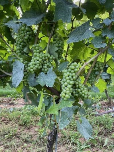 Vendanges bénévoles du samedi 20 septembre 2025