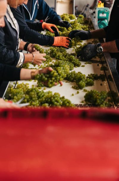 Vendanges bénévoles du dimanche 06 septembre 2026