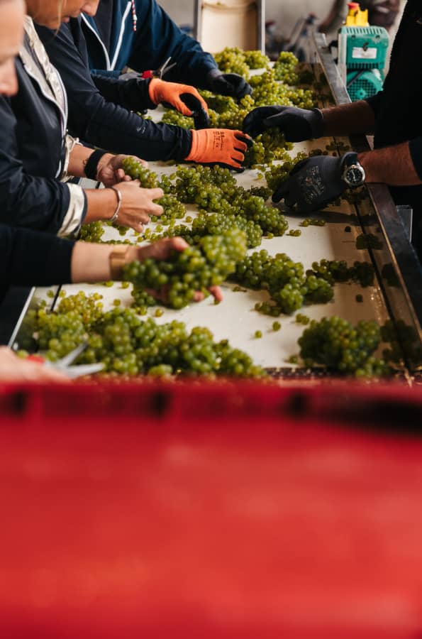 Vendanges bénévoles du dimanche 06 septembre 2026